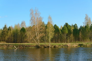 Obraz premium Grove on the shore of the pond in the spring. Russia.