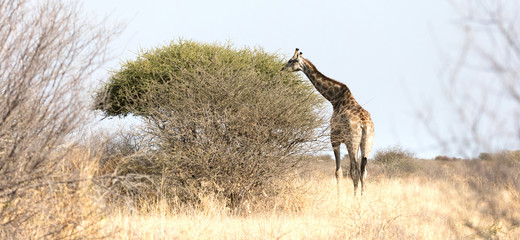 Naklejka na ściany i meble Single adult giraffe in the Kalahari