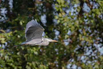 gray heron in flight