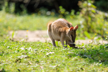 Wallaby © Johannes