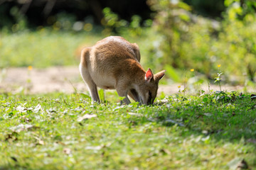 Wallaby © Johannes