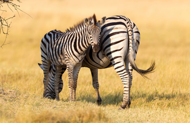 Plains zebra (Equus quagga) with young in the grassy nature, evening sun