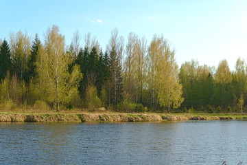 Grove on the shore of the pond in the spring. Russia.