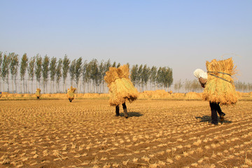 farmers were carrying straw in the rice fields, china.