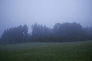 Ansicht eines Maisfeldes im Nebel
