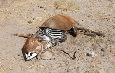 Dead cow medium close up