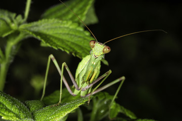Praying mantis Mantis religiosa