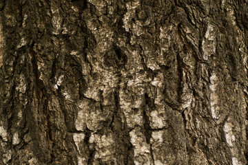  The relief texture of the old oak bark. The relief texture of the brown oak bark