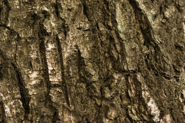 Texture of the old oak bark. Texture of the brown oak bark