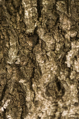  The relief texture of the old oak bark. The relief texture of the brown oak bark