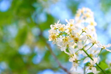 Flowers of bird cherry on the branches of a tree in the spring.