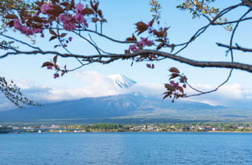 Mountain fuji and clouds and Cherry Blossom (sakura) at lake kawaguchi at yamanachi in Japan .