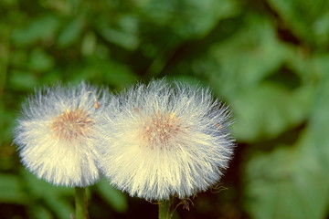 White mature down flowers mother and stepmother.