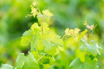 vine leaves, or grape leave