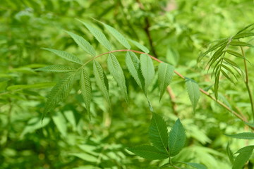 Branches of mountain ash with young leaves in spring.
