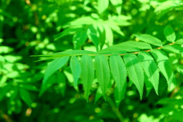 Branches of mountain ash with young leaves in spring.