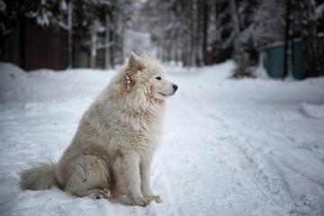 Obraz na płótnie Canvas Beautiful cute fluffy white dog sits on a winter road in the snow