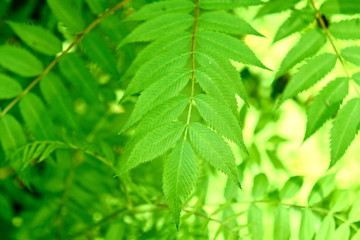 Branches of mountain ash with young leaves in spring.