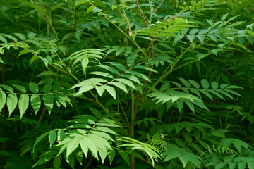 Branches of mountain ash with young leaves in spring.