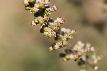 Berries of a vitex bush (Vitex agnus-castus)