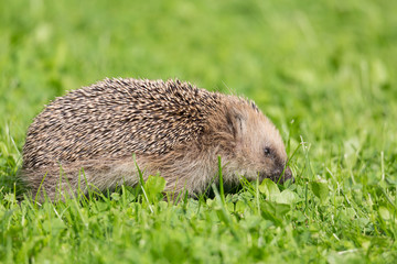 Close up portrait of small European hedgehog on green grass. Erinaceus europaeus.