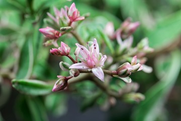 Caucasian stonecrop (Sedum spurium)