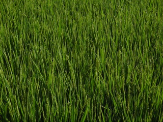 The rice which grows in the rice field