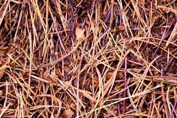 Texture of an anthill of forest ants.