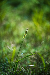 green grass on green background