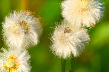 White mature down flowers mother and stepmother.