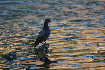 Grey pigeon standing on a water fountain at sunset