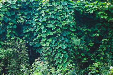Texture of bindweed. A wall of greenery. Background.