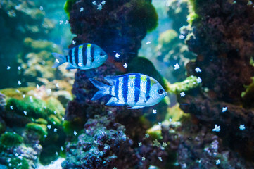 Fototapeta na wymiar Abudefduf sexfasciatus. Fish swimming in the ocean, against a background of corals