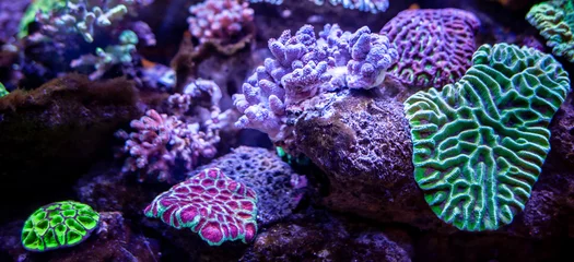 Fototapeten Unterwasserkorallenrifflandschaftshintergrund im tiefen lila Ozean © Mariana