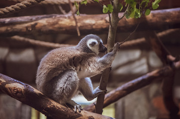Lemur on wood, inspirational, toned photo