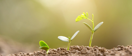 Agriculture planting seeding growing,  Business growht up concept. 21:9 aspect ratio