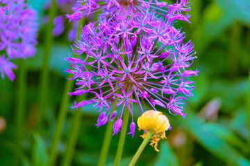 Decorative onion flowers.
