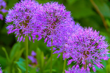 Decorative onion flowers.