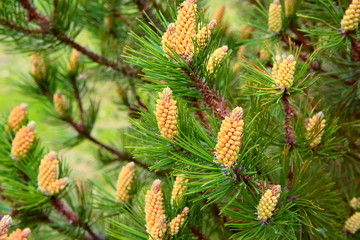 Flowers with pollen on the branches of a mountain pine.