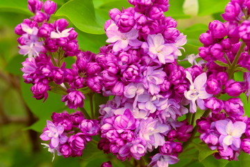 Flowers of terry lilac close-up.