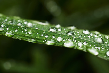 Closeup shot of drops of clear water covering green blades of fresh grass in garden