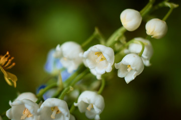 Lily of the valley flowers.