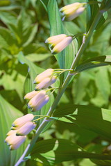 Obraz premium Blooming branch of the Solomonic seal.