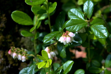 Obraz premium Branches of blueberries with flowers.