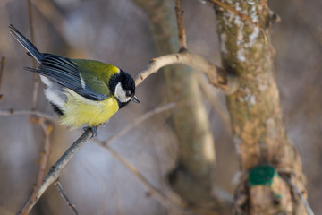Great tit, Parus major, is a passerine bird on the wood in the garden in wintertime