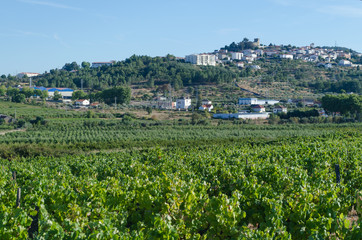 Fototapeta na wymiar Vista de Belmonte desde Colmeal da Torre. Distrito de Guarda. Portugal.