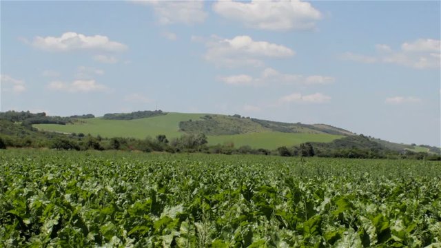 sugar beet field,grows sugar beets in the field against the background of the mountain