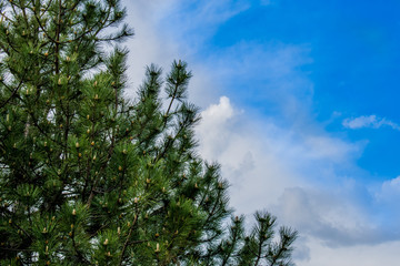 Pine forest, vegetation in Russia in the Rostov region. Firs and trees in the warm season, over the sky with clouds, in summer and in spring. Sand trails for walking on fresh and fragrant air from con