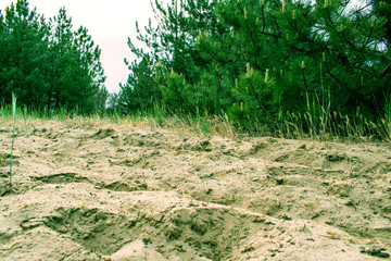 Pine forest, vegetation in Russia in the Rostov region. Firs and trees in the warm season, over the sky with clouds, in summer and in spring. Sand trails for walking on fresh and fragrant air from con