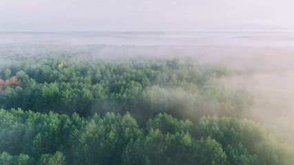 Aerial view of the forest. Sky. The clouds. Trees. Summer. Nature. Ukraine.